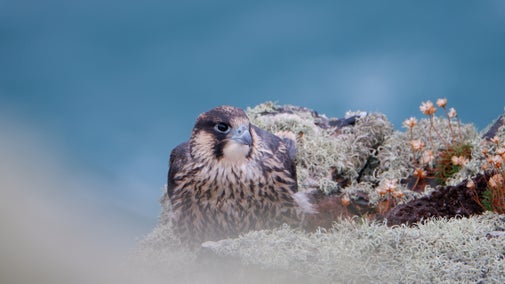 Juvenile Pergrine at Godrevy, Cornwall
